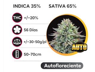 AK49 Feminizada (Pack de 3 ud.)