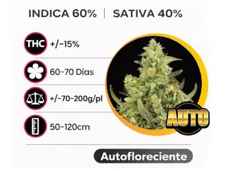 Critical Autofloreciente (Pack de 3 ud.)