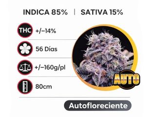 Blueberry Autofloreciente (Pack de 3 ud.)