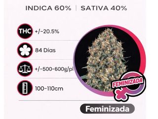 Amnesia Feminizada (Pack de 3 ud.)