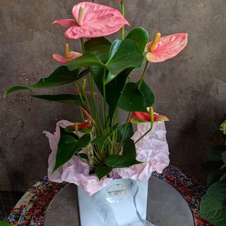 Corazón en Flor