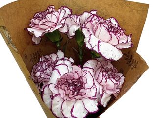 Paquete 6 claveles bicolor