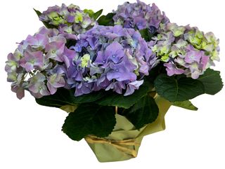 Planta de Hortensia Flor Morado/Lila