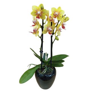 Mini orquídea pulsation