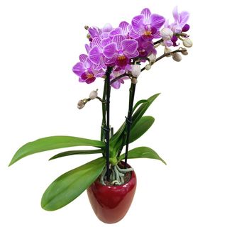 Mini orquídea vienna