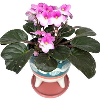 Planta de violeta africana en macetero decorativo