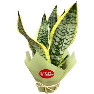 Planta Sanseviera envuelta para regalo