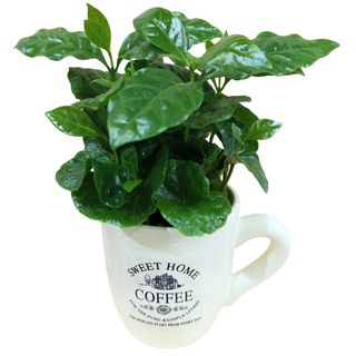 Planta de cafe en taza