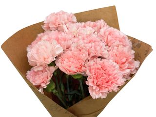 Paquete 12 claveles rosados