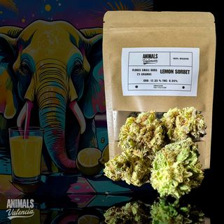 50Gr MiniFlores Lemon Sorbet GreenHouse Cbd