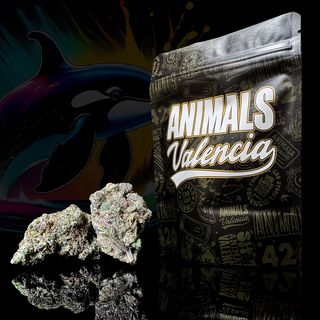 5Gr Moby Dick Hidroponica CBD