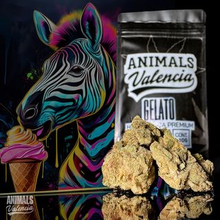 10Gr Gelato Hidroponica CBD