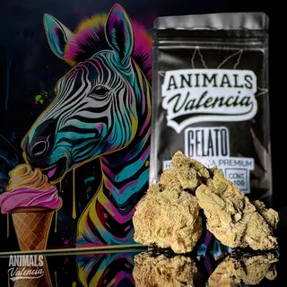5Gr Gelato Hidroponica CBD 