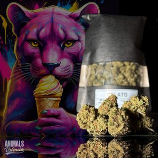 50Gr MiniFlores Gelato GreenHouse Cbd 