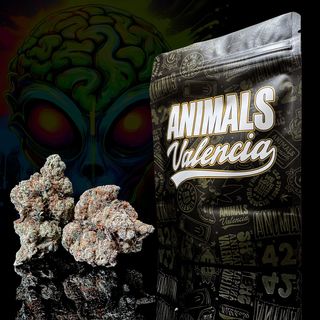 10Gr Amnesia Hidroponica CBD