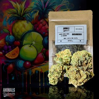 10Gr MiniFlores Bushberry GreenHouse CBD