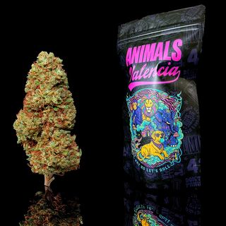 2Gr Kush Kush GlasshHouse CBD