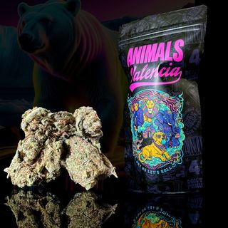 10Gr MiniFlores Jack Herrer GreenHouse Cbd