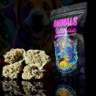 50Gr MiniFlores GlassHouse Diesel Lime CBD
