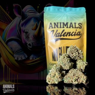 25Gr MiniFlores Blueberry GreenHouse Cbd