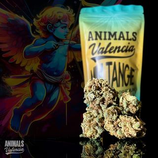 10Gr MiniFlores Tangie GreenHouse Cbd