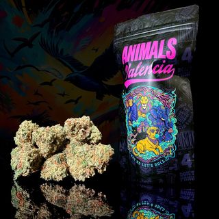 10Gr MiniFlores Gold Tangie Tonic CBD