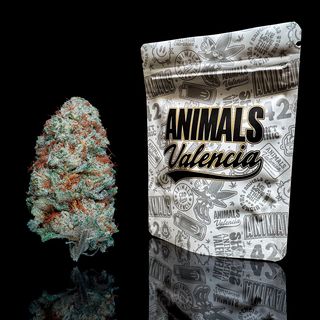 2Gr White Russian Indoor Hidroponico CBG