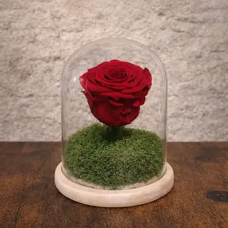Rosa preservada en cupula baja