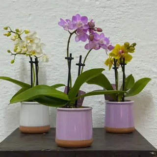 orquidea Phalaenopsis