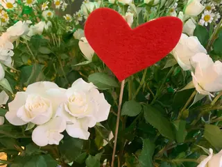 Detalle corazon