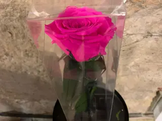 Rosa preservada Fucsia