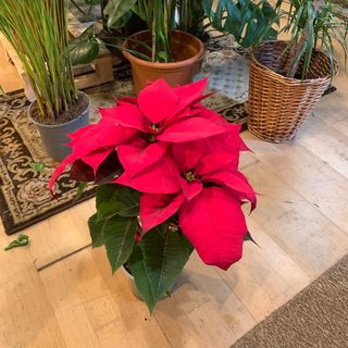 Poinsetia roja