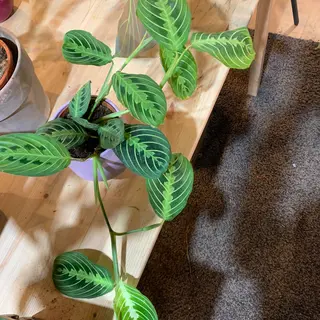 Maranta fascinator.