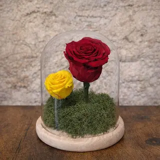 Rosas preservadas  bicolor en cupula madera