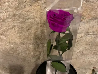 Rosa preservada lila