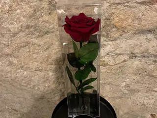 Rosa preservada roja