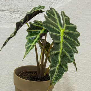 Alocasia polly