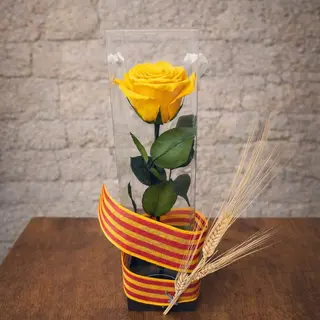 Rosa preservada amarilla en caja