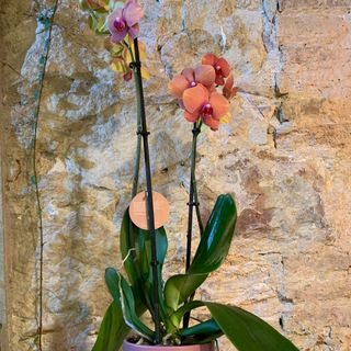 orquidea Phalaenopsis