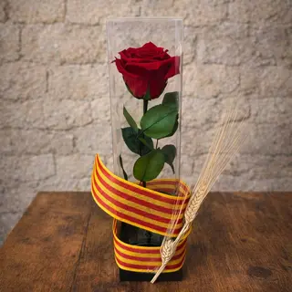 Rosa preservada roja en caja