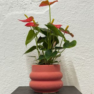 anthurium salmon con maceta del mismo color