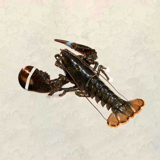 Bogavante Canadá 1 Ud. (500 Gr.)