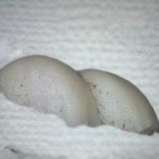 33-IBODAI (2 unidades)