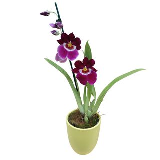 Planta de Orquídea Miltonias en cerámica