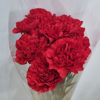 Pack de 12 claveles rojos