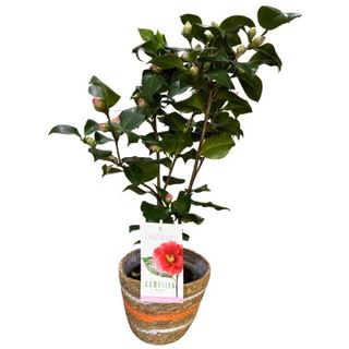 Planta de Camellia en cesta decorativa