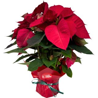 Planta de Poinsettia envuelta