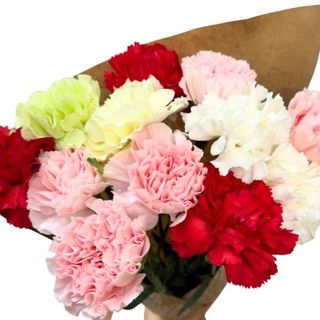 Pack 12 claveles multicolor