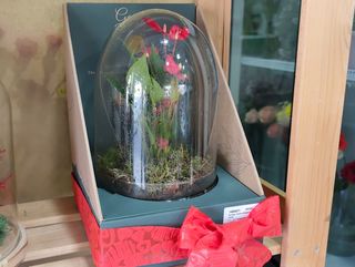 Terrario de Anturio Rojo (24x16 cm)