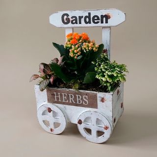 Carretilla Garden con Plantas Naturales